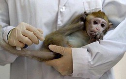 Các nhà khoa học Trung Quốc đang tạo ra những con khỉ có bộ não ngày càng giống người