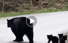 Video: Tan chảy với hình ảnh gấu mẹ dẫn đàn con lon ton qua đường