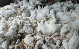 10.000 con thỏ chết 'bất đắc kỳ tử' vì tiếng pháo nhà hàng xóm
