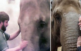 Clip: Người quản tượng xúc động khi voi cái 52 tuổi vẫn nhận ra ông sau 32 năm xa cách