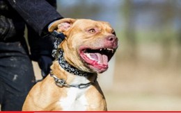 Cụ bà bị chó pit bull tấn công điên cuồng, cắn rách cả hai tai