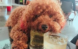 Bức xúc chuyện để chó cưng trèo lên bàn uống cốc trà đá với chủ trong quán nước: Người sau vào uống sẽ thế nào?