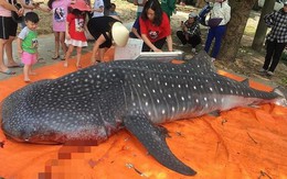 Cá mập bị xẻ thịt ở Thanh Hóa có nguy cơ tuyệt chủng rất lớn