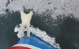 Bức ảnh gấu Bắc Cực hướng ánh mắt vô vọng như cầu xin loài người giữa lớp băng tuyết đang tan dần gây ám ảnh