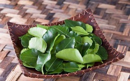 Lá chanh ở Việt Nam chỉ để ăn với thịt gà luộc, sang châu Âu bán 6,3 triệu đồng/kg