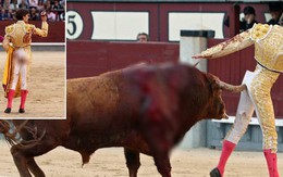 Đấu sĩ Tây Ban Nha bị bò tót húc thủng mông và phản ứng đầy bất ngờ của dân mạng