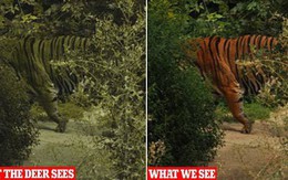 Tại sao lông con hổ có màu đỏ cam cực kỳ nổi bật mà vẫn là hung thần của rừng xanh? Đây chính là câu trả lời