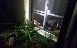 Cá sấu dài hơn 3m phá cửa sổ lẻn vào nhà trong đêm khiến người dân khiếp vía
