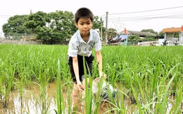 Không có tiền phẫu thuật, cậu bé mồ côi sẽ bị mù