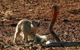 Màn đối đầu nghẹt thở giữa cầy Mongoose và rắn hổ mang