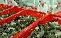 Mỹ điều tra hành vi lẩn tránh thuế đối với sản phẩm tôm xuất khẩu của Thủy sản Minh Phú