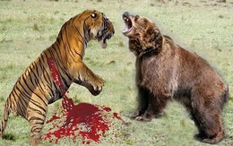 Đại chiến giữa hổ và gấu nâu