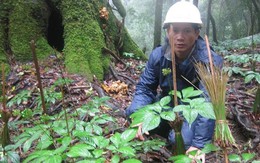 'Điểm mặt' nhiều thiếu sót tại dự án Sâm Ngọc Linh