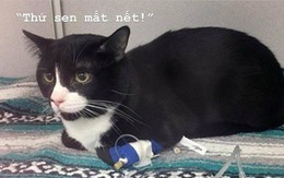 Suýt chết vì bị chủ nhân quay trong máy giặt 35 phút, con mèo số nhọ được cả MXH mệnh danh là 'sạch nhất thế giới'