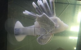 Các nhà khoa học vừa tạo ra robot cá chạy bằng "máu"