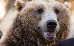 Sự thật bất ngờ về biểu tượng "gấu Nga": Thế giới có nhầm lẫn khi so sánh Nga với loài gấu?