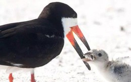 Bức ảnh chim mẹ mớm con ăn... đầu lọc thuốc lá khiến loài người phải suy ngẫm: Chúng ta đã "đầu độc" thiên nhiên đến mức báo động!
