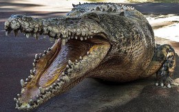Cá sấu cổ đại là loài… ăn chay?