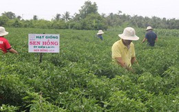 Nông dân thu nhập “khủng” từ mô hình trồng cây ớt dưới chân ruộng