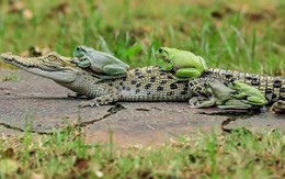 Khi những chú ếch lấy lưng cá sấu làm nơi... xếp hàng
