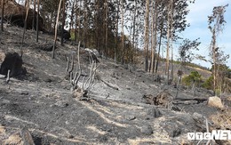 Ảnh: Xót xa rừng Quảng Nam chìm trong biển lửa suốt 22 tiếng, 107 ha keo bị thiêu rụi