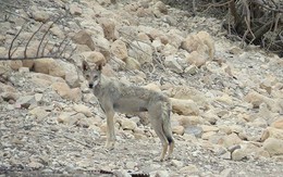 'Khiếp vía' với màn rượt đuổi trên vách đá dựng đứng của chó sói và dê núi