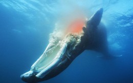 Chuyện ngày cuối đời của một con cá voi: Cái chết đau đớn tột cùng không thể tránh khỏi, nhưng lại là khởi đầu cho tương lai tốt đẹp hơn