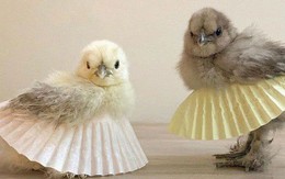 Chùm ảnh: Khi lũ gà mặc váy múa ba lê hóa ra lại đáng yêu khó cưỡng như thế này