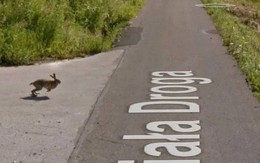 Giật mình với cảnh xe Google đâm phải con thỏ lao qua đường, húc bay cả lên trời cao