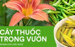 Loại hoa "siêu chảnh" năm nở 1 lần, nửa triệu/kg vẫn cháy hàng nhờ tác dụng chữa mất ngủ, động thai, viêm gan cực hiệu quả