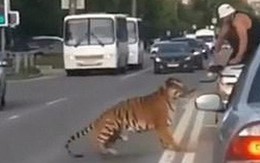 Nước Nga hài hước: Chỉ ở đây mới có cảnh hổ làm thú cưng, chạy nhảy tự do ở ngoài đường như thế này