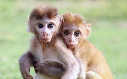 Rớt nước mắt cảnh hai khỉ con mồ côi ôm chặt nhau không rời