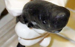 Phát hiện loài cá mập 'tí hon' có thể phát sáng tại Vịnh Mexico