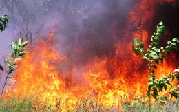 Lại cháy rừng dữ dội tại TT-Huế, biển lửa trùm lên 20ha cây lâm nghiệp tái sinh