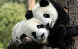 Tan chảy trước tình yêu ngọt ngào và dễ thương của các loài động vật