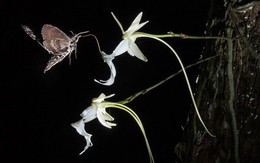 'Phong lan ma' - loài hoa hiếm bậc nhất thế giới với cái tên đầy ma mị, từng khiến Darwin mất cả đời cũng không lý giải được