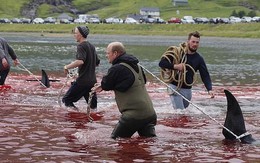 Hàng chục cá voi bị giết, máu nhuộm đỏ nước quần đảo Faroe