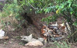 Ớn lạnh hình ảnh lợn chết vì dịch tả vứt la liệt trong rừng tràm ở Sài Gòn