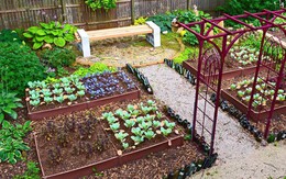 Dù không có nhiều kinh nghiệm trong trồng rau thì với 10 lưu ý dưới đây bạn vẫn có thể sở hữu một vườn rau tươi tốt