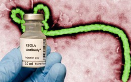 Đột phá: Các nhà khoa học tuyên bố đã chữa được Ebola