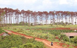 Bắt cán bộ ngân hàng thuê người 'đầu độc' rừng thông để chiếm đất