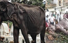 Cụ voi 70 tuổi gầy trơ xương tại lễ hội Sri Lanka đã qua đời: Làn sóng phẫn nộ về nạn bạo hành động vật đến cùng cực