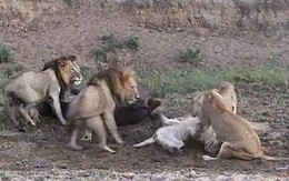 Đàn sư tử “cãi nhau chí chóe” giành con mồi, trâu nước thừa cơ lủi mất