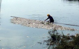 Hà Nội: Nguyên nhân khiến cá chết hàng loạt ở hồ điều hòa Yên Sở