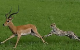 Miếng ăn đến miệng, báo cheetah vẫn bỏ lỡ đáng tiếc