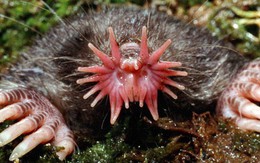 Dù trông đáng sợ, nhưng 9 sinh vật này lại xứng đáng nhận được tình yêu vô điều kiện từ con người