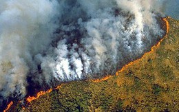 Thảm họa cháy rừng Amazon: Tất cả những gì bạn có thể nhìn thấy là cái chết