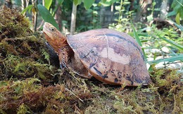 Ba loài rùa ở Việt Nam được cảnh báo nguy cơ tuyệt diệt