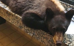 Clip: Gấu đen ngủ thiếp đi trong toilet khách sạn khiến nhân viên hoảng hốt còn dân mạng lại khen quá đáng yêu