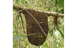 Bị ong rừng tấn công, 1 người tử vong, 3 người bị thương
